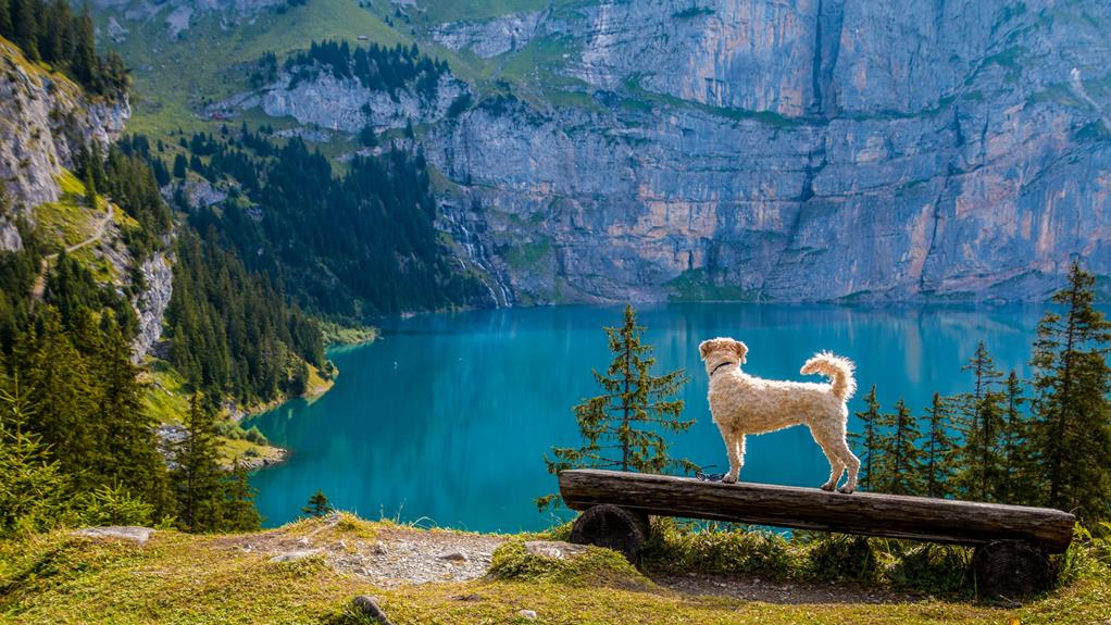 dog friendly dining in tahoe